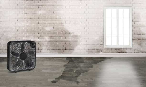 Best Carpet water damage restoration  in Hardin, MT